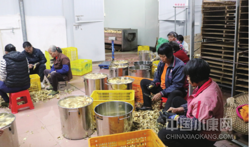 4 月 23 日，封开县莲都镇新农夫农产品加工厂内，村民们正在进行番薯制品加工生产。 图 / 张玉荣