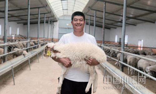 东乡羊作为该县特有的品牌，是大部分贫困户的主要家庭收入。