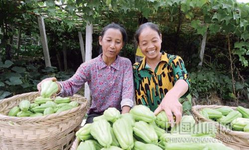贵州省惠水县好花红镇佛手瓜产业园成为贵州省最大佛手瓜种植基地。
